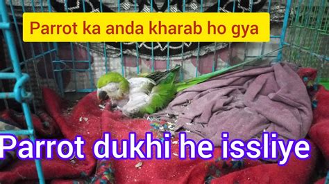 Parrot Ka Baby 🐣 Nahi Raha 😪😭😥 Youtube