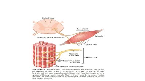 SOLUTION: Mechanics of skeletal muscle contraction - Studypool