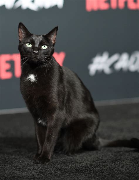 Foto El Gato Salem Conquista La Alfombra Roja De Las Escalofriantes