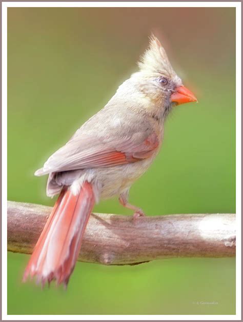 Northern Cardinal Juvenile Animal Portrait Photograph By A Macarthur