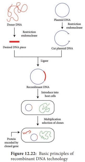 Recombinant Dna Diagram