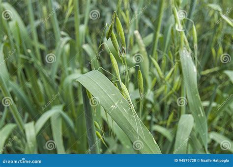 Oat Plant Green Oat Immature Oat Pictures Cereal Plant Oat Green Oat Plant On The Field Oat