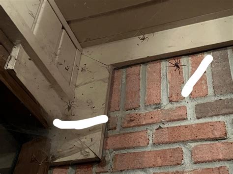 Wolf Spider Approaching Another Mating Behavior R Entomology