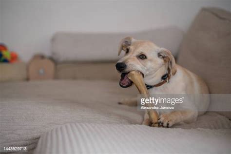 Dog Tearing Up Furniture Photos And Premium High Res Pictures Getty