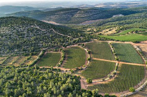 Tzora Vineyards Judean Hills Israel Vineyards