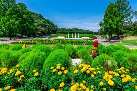 コリウス【武蔵丘陵森林公園｜埼玉県比企郡滑川町】 フォトさいたま