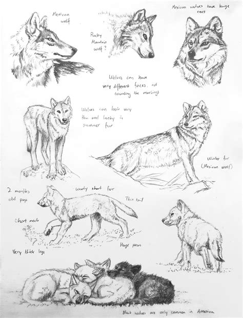 Sketchbook Wolf Sketches By Beckykidus On Deviantart