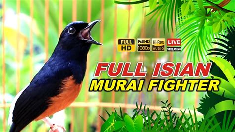 Murai Fighter Full Isian Kasar Ampuh Buat Pancingan Murai Batu