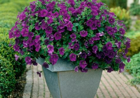 Petunia atkinsiana Surfinia Amethyst XXL Jaunstādi Onava lv