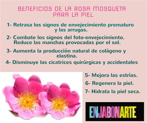 El Aceite De Rosa Mosqueta La Esencia Que Cuida Y Regenera Tu Piel