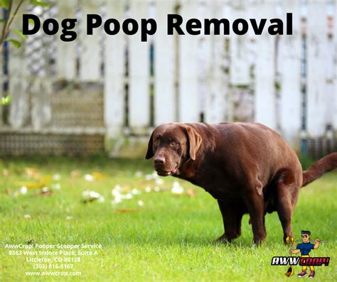 Albums 94 Pictures Photos Of Dogs Pooping Stunning