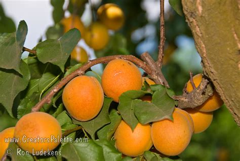 Moorpark Apricot Prunus Armeniaca Sp Creatorspalette