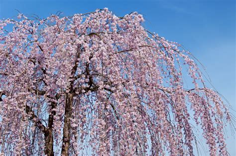 Weeping Cherry Tree Leaf