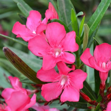 oleander standard gertens garden center