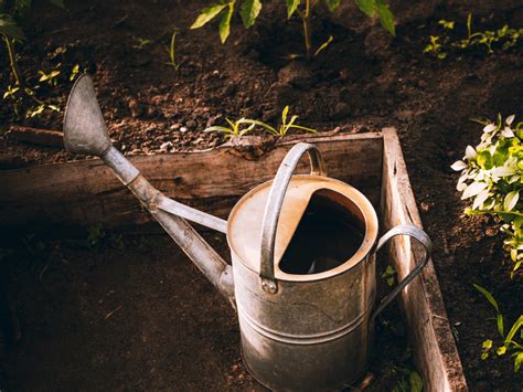 How To Grow Hotter Hot Peppers Complete Action Plan