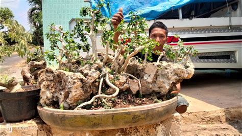 Main Dirumah Mas Pandi Bonsai Nya Mau Di Jual Harga Rungkat Wa Mas