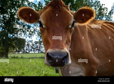 A Portrait Of The Head Of Jersey Cow Face In Jersey Dairy Cow Farm