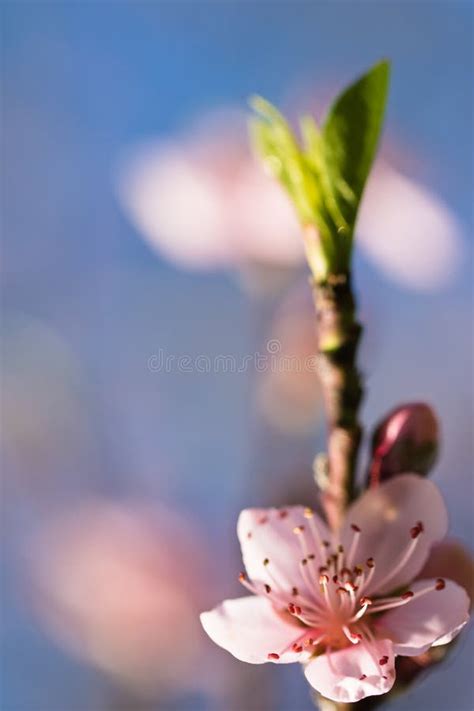 Spring Close Up Of Beautiful Nectarine Tree Pink Blooming Flower With