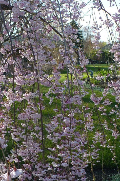 Weeping Cherry blossoms