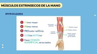 MÚSCULOS INTRINSECOS Y EXTRINSECOS DE LA MANO pdf