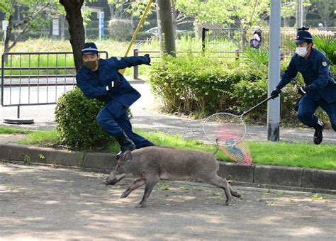 福岡・大濠公園にイノシシ 警官ら大捕物、逃走後「御用」に [写真特集2 11] 毎日新聞