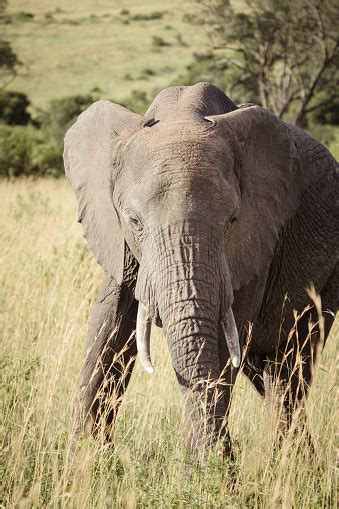 Large Bull Elephant Stock Photo - Download Image Now - Adventure ...