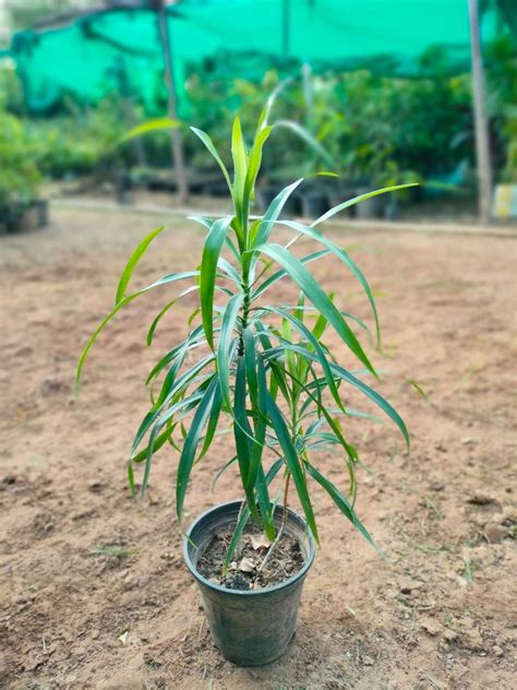 Dracaena Green Narrow Leaf In 5 Nursery Pot Paudhelelo