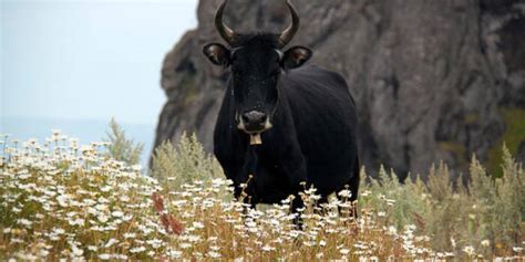 Pourquoi les vaches ruminent elles tout le temps Ça m intéresse