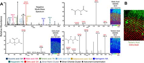 A Negative Mode Mass Spectrum And MS MS Spectra Of Three Exogenous