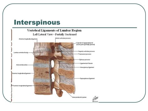 Ppt Vertebral Column Powerpoint Presentation Free Download Id 1284846