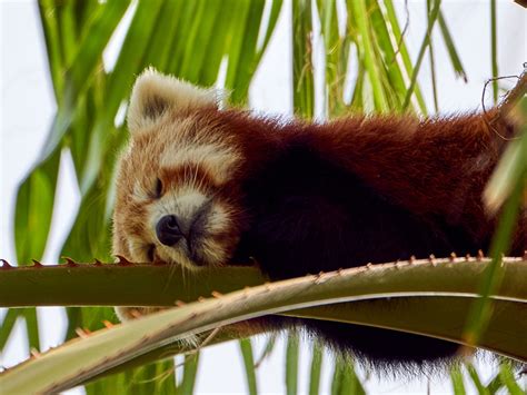 Curiosidades del Panda Rojo Todo Sobre Este Mamífero Selwo Aventura