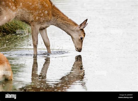 Deer Drinking Stream Hi Res Stock Photography And Images Alamy