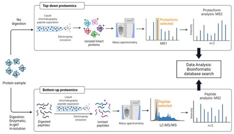 Molecules Free Full Text Applications Of Tandem Mass Spectrometry