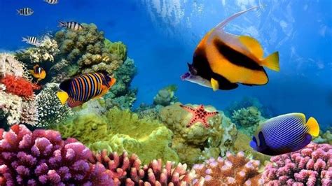 Hour Of Beautiful Coral Reef Relaxing Ocean Fishes Stunning