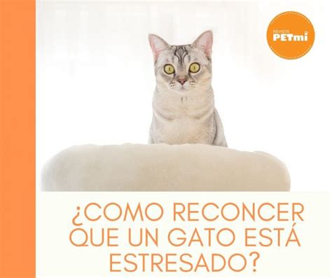 Como reconcer que un gato está estresado Revista Petmi para amantes