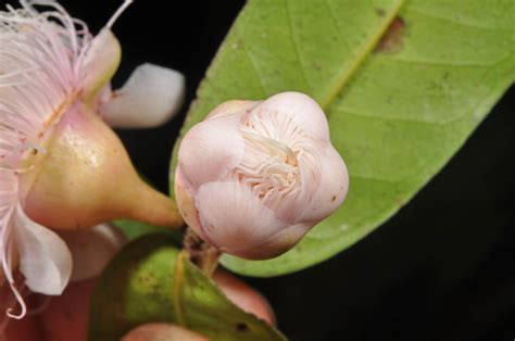 Syzygium Phanerophlebium Myrtaceae Image 97279 At PhytoImages Siu Edu