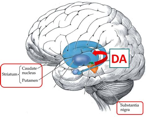 Figure From Differential Aging Related Changes Of D D And D