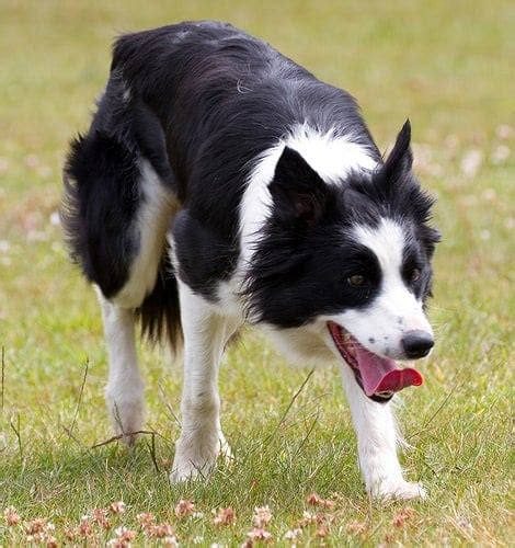 Irish Sheepdogs Why I Love Border Collies Irish American Mom