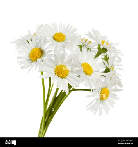 Bunch Of Daisies White Background