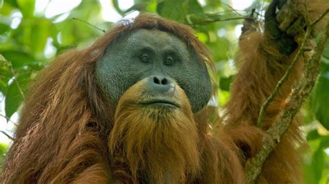 Rarest great ape on Earth could soon go extinct | Live Science