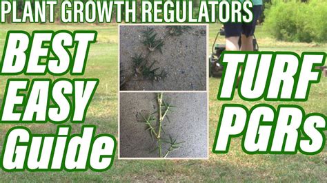 Plant Growth Regulators The Best Easiest Guide How To Use Pgrs On