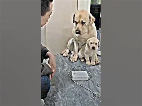 Отец защищает своего сына😢 - YouTube