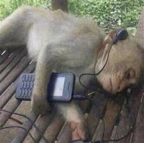 Создать мем "обезьяна за компом, мартышка в наушниках, обезьяна ...