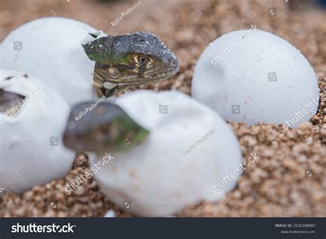 Baby Green Iguana Hatching Egg On Stock Photo 2235298887 | Shutterstock