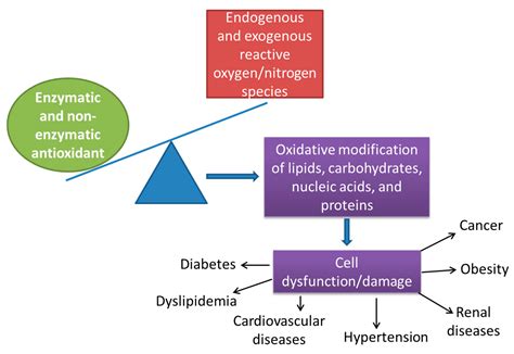 Antioxidants Free Full Text Oxidative Imbalance And Kidney Damage