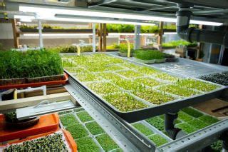 Shipping Container Hydroponics Innovative Farming Solutions Mmps