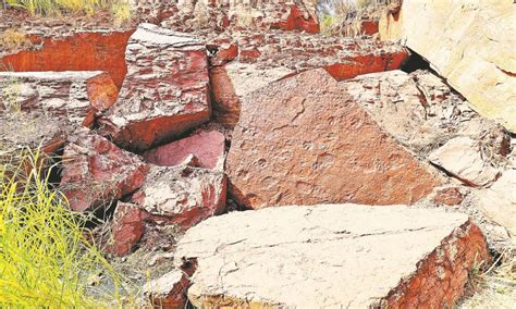 Large Area Dinosaur Footprints From Late Cretaceous Discovered In East