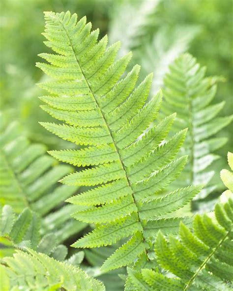 Evergreen Ferns