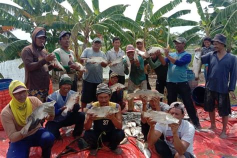 Dari Laut Kakap Putih Berkembang Di Air Payau Mongabay Co Id