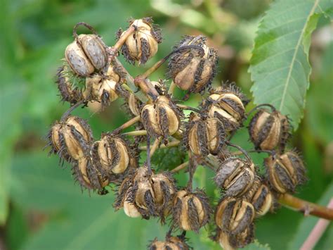 Filestarr 070308 5268 Ricinus Communis Wikimedia Commons